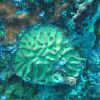 The colors were beautiful and loved the green brain coral!