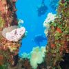Palaumaybe 094b.jpg
