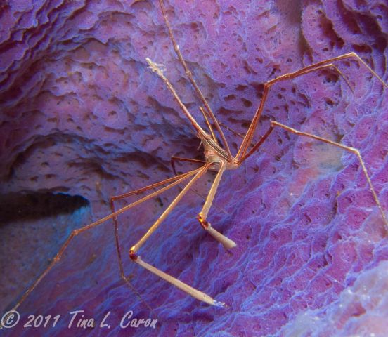 Arrow Crab in Azure Vase Sponge