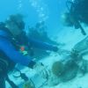 Grayfins with Stingrays