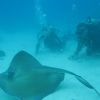 Lisa & Jerry with Stingrays