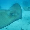  Sting Ray City