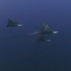 Eagle Rays OH YEA!!!