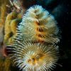 Christmas Tree Worm