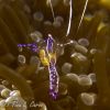 Pederson Cleaner Shrimp