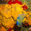 Queen Angelfish in Orange Canyon
