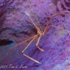 Arrow Crab in Azure Vase Sponge