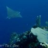 Eagle Ray on Lemon Wall