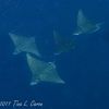 Eagle Rays in formation