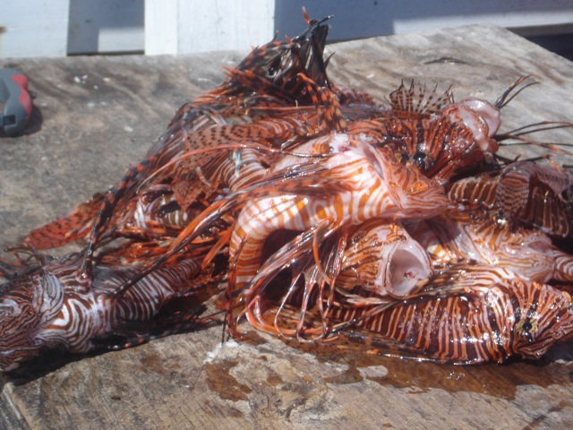 Lion Fish Catch (Before)