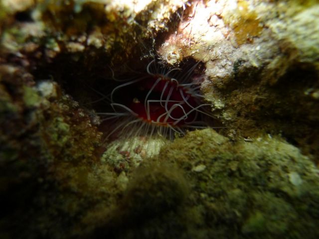 Belize 2012 NYE