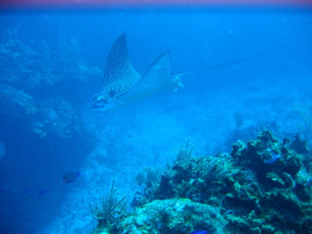 IMG_3796 eagle ray.JPG