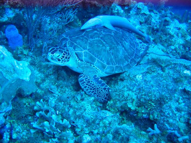 IMG_3874 free ride on turtle.JPG