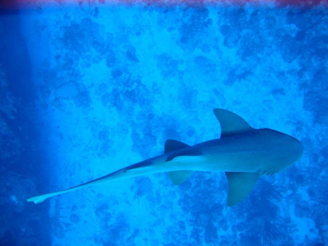 IMG_3850 nurse shark.JPG