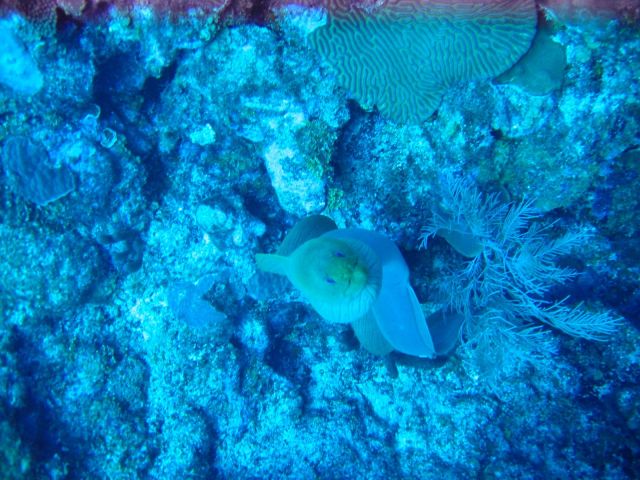 IMG_3877 green eel.JPG