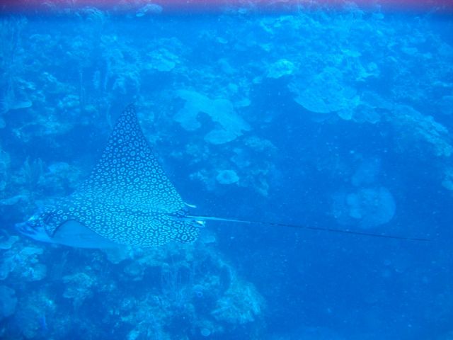 IMG_3797 eagle ray.JPG
