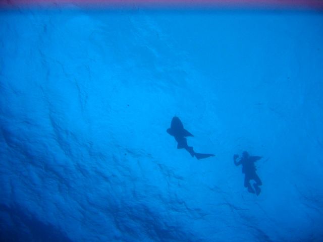IMG_3881 diver and shark.JPG