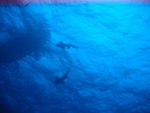 IMG_3880 sharks underneath boat.JPG