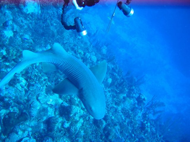 IMG_3853 nurse shark and Kamala.JPG