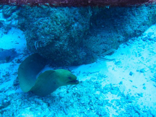IMG_3868 eel.JPG