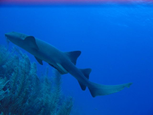 IMG_3863 nurse shark.JPG