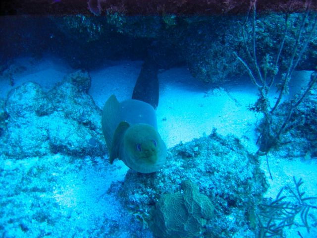 IMG_3871 eel.JPG