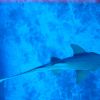 IMG_3850 nurse shark.JPG