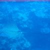 IMG_3797 eagle ray.JPG