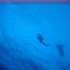 IMG_3881 diver and shark.JPG
