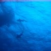 IMG_3880 sharks underneath boat.JPG