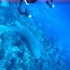 IMG_3853 nurse shark and Kamala.JPG