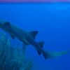 IMG_3863 nurse shark.JPG