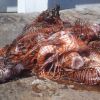 Lion Fish Catch (Before)