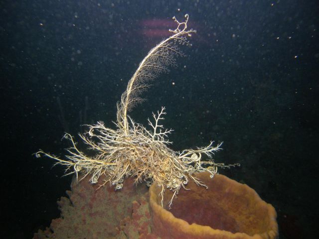 Lovely basket star unfolding to feed at night