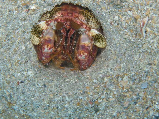 Mantis shrimp in it's hidey hole.