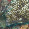 Honeycombed Cowfish