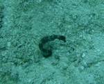 Cozumel - Seahorse