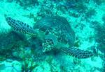 Cozumel - Turtle