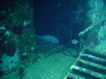 Cozumel - Tiger grouper