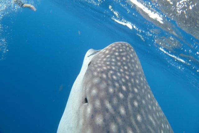 Best of Mexico Whalesharks from Holbox 2012