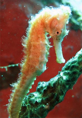 Seahorse (another)