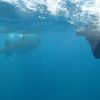 Best of Mexico Whalesharks from Holbox 2012