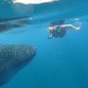 Best of Mexico Whalesharks from Holbox 2012