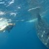 Best of Mexico Whalesharks from Holbox 2012