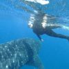 Best of Mexico Whalesharks from Holbox 2012