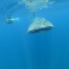 Best of Mexico Whalesharks from Holbox 2012