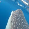 Best of Mexico Whalesharks from Holbox 2012