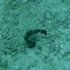 Cozumel - Seahorse