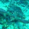 Cozumel - Turtle