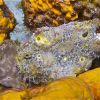 Two Frogfish!